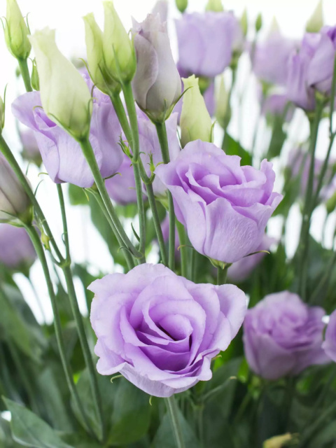 EUS G ROSI LAVENDER 70cm - PROMO