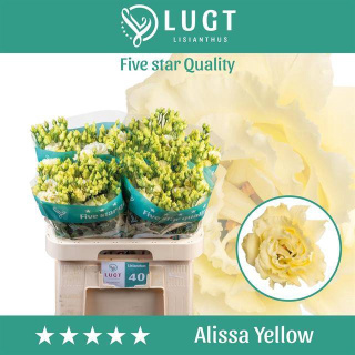 Eus G ALISSA Yellow 70cm - D