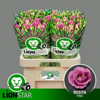 Eus G ROSITA ROSE Pink 70cm - D