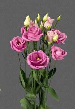 Eus G Rosi Rose Pink 70cm - D