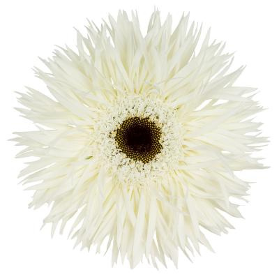 Ge Gs Gersp Phantom 50cm - D