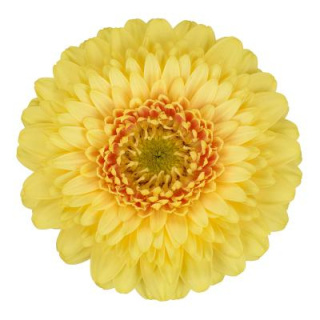 GE MB DOTTI BONNI 50cm - D