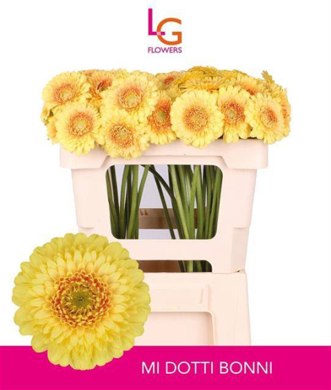 GE MB DOTTI BONNI 50cm - D