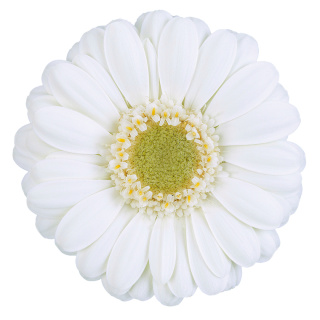 GE MI ALBINO 50cm - D