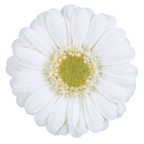 GE MI ALBINO 50cm - D