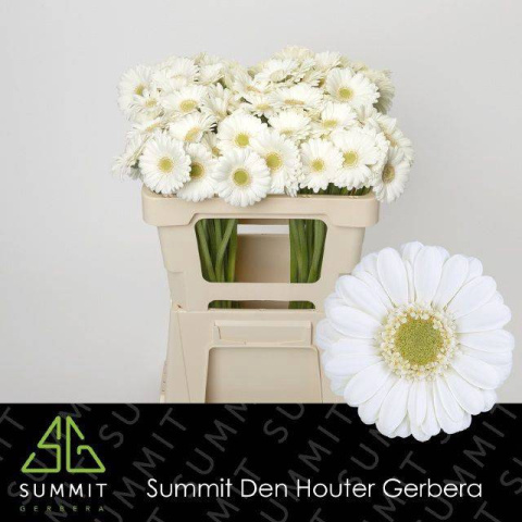 GE MI ALBINO 50cm - D