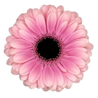 GE MI ESMEE 50cm - D