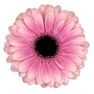 GE MI ESMEE 50cm - D