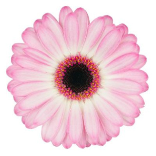 GE MI LOLLIPOP 50cm - D