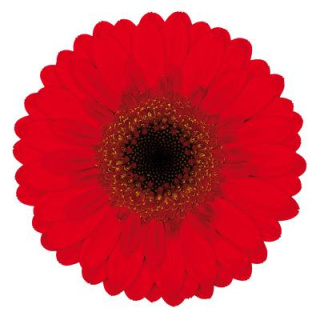 GE MI NIRVANA 50cm - D