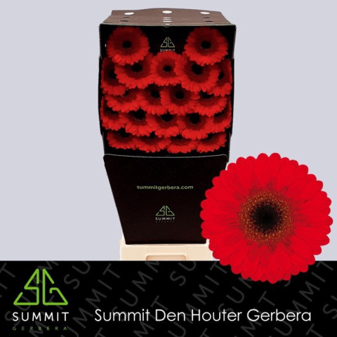 GE MI NIRVANA 50cm - D