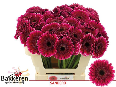GE MI SANDERO 50cm - D