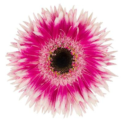 GE MS GERSP CYTA 50cm - D