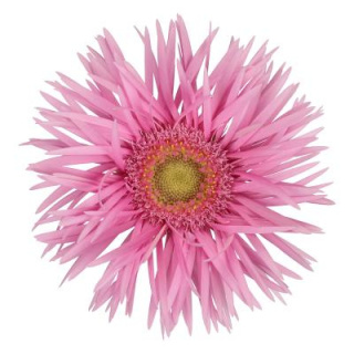 GE MS PUNKI MAY 50cm - D