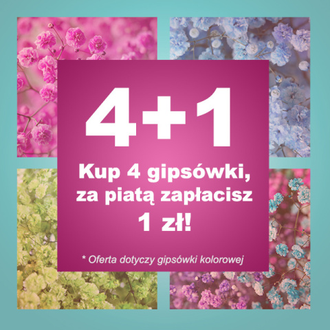 Gipsówka Rainbow Sweet 70cm-750 gr 8M