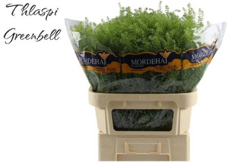 LEP RU GREEN BELL 80cm - D