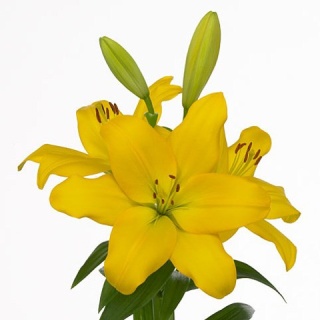 LI LA NASHVILLE 4+ 90cm - D