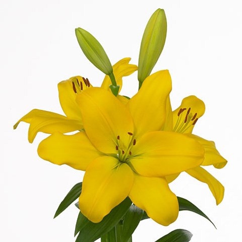 LI LA NASHVILLE 4+ 90cm - D