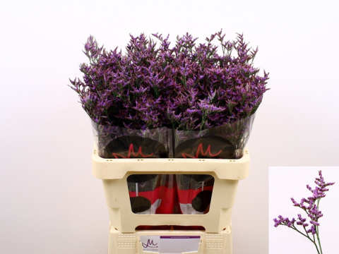 Limonium Safora Dark Blue 60cm - D