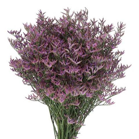 Limonium Safora Dark Blue 60cm - D