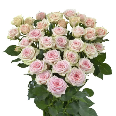 R TR SEVERINA 50cm - D