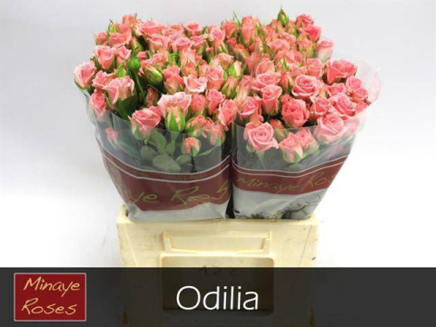 R TR ODILIA 40cm - D