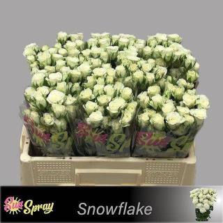 R TR SNOWFLAKE 50cm - D
