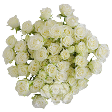 R TR SNOWFLAKE 50cm - D