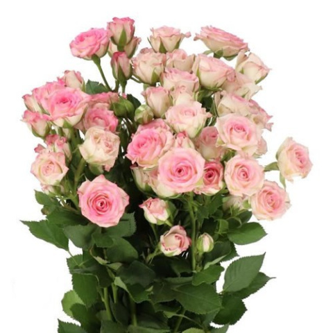 R TR CREAMY TWISTER 70cm - D