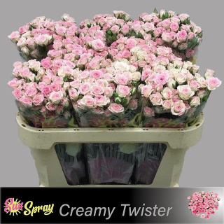 R TR CREAMY TWISTER 70cm - D