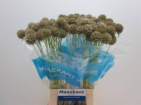 SCABIOSA STELLATA ZD 70cm - D
