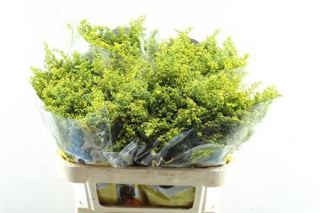SOLI CARZAN GLORY 80cm - D