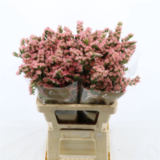 Statice Emma Peach+ 60cm - D