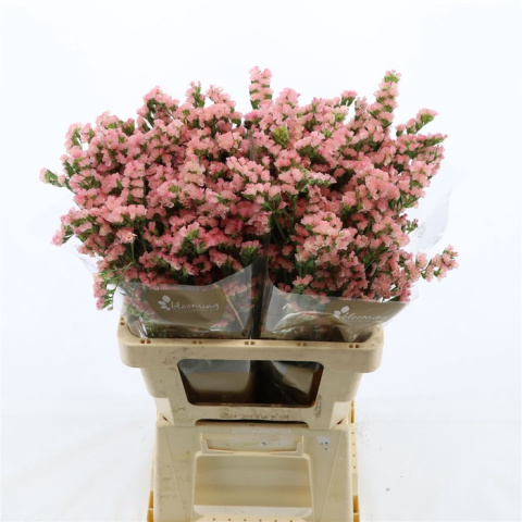 Statice Emma Peach+ 60cm - D
