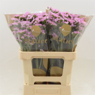 Statice Pretty Wings 60cm - D