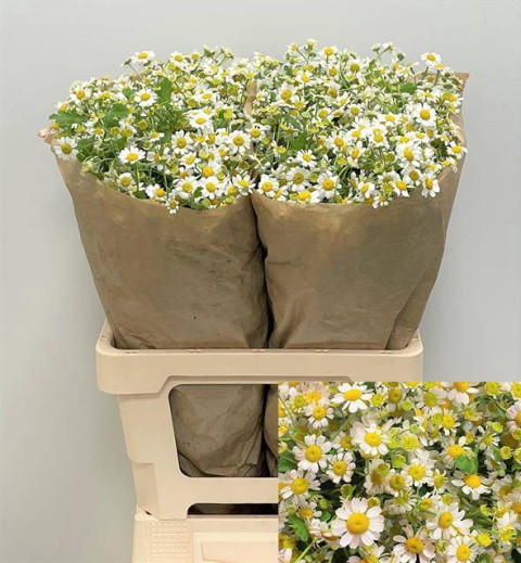TANA PA SINGLE VEGMO 65cm/700G - D