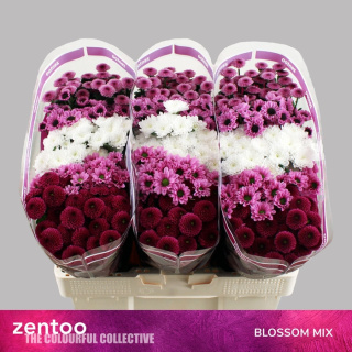 CHR S MIX BLOSSOM 55cm - D