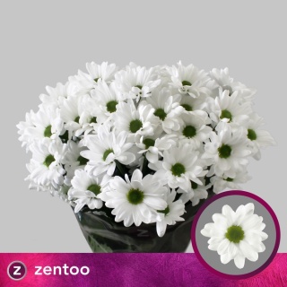 CHR T CHIC 70cm/85G - D