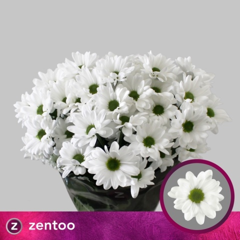 CHR T CHIC 70cm/85G - D
