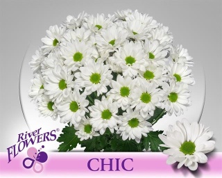 CHR T CHIC 70cm/ 85G - D
