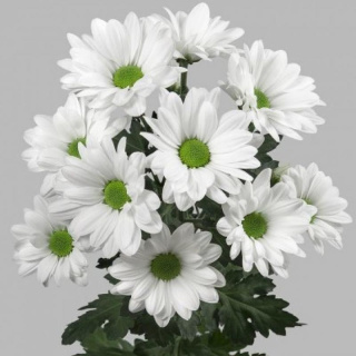 CHR T CHIC 70cm/ 95G - D