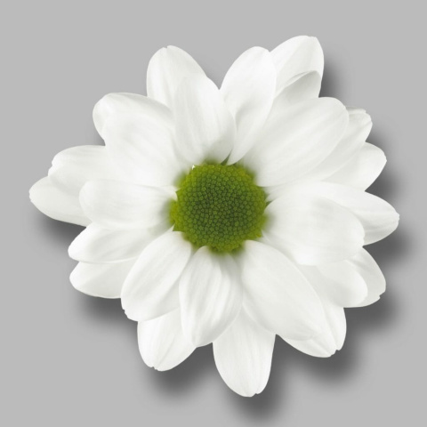 CHR T CHIC 70cm/ 95G - D