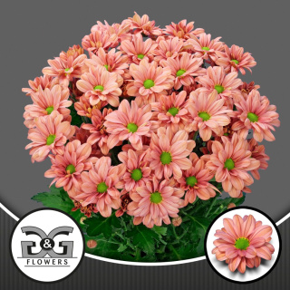 CHR T SUMMER LOVE 70cm - D