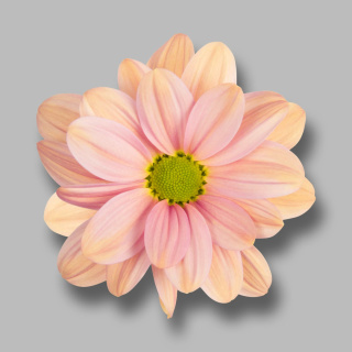 CHR T SUMMER LOVE 70cm - D