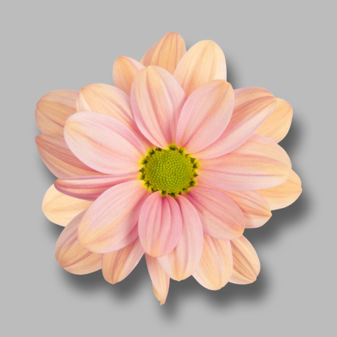 CHR T SUMMER LOVE 70cm - D