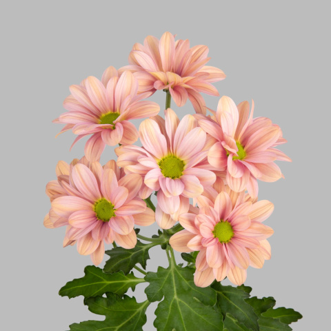 CHR T SUMMER LOVE 70cm - D