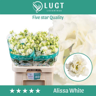 EUS G Alissa White 70cm - D