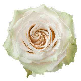 Ecuador - R CHAMPAGNER 70cm