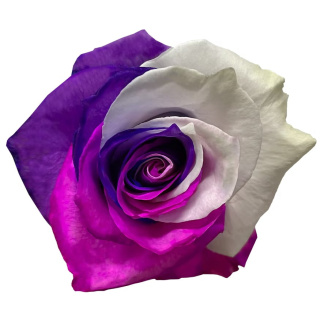 Ecuador - R GR PURPLE PINK WHITE Tinted 60cm