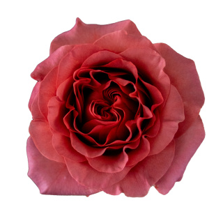 Ecuador - R RAZZMATAZZ Exclusive 50cm